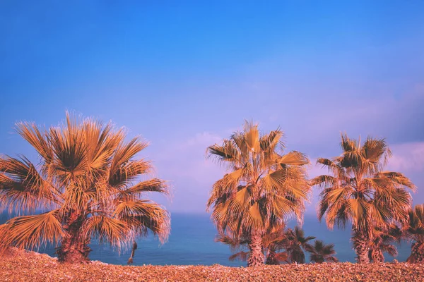 하늘을 줄지어 야자나무들 자연의 바다쪽이요 야자나무가 해안선 — 스톡 사진
