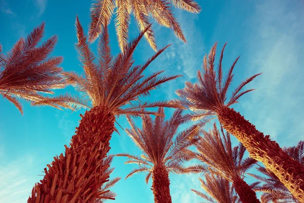 Tops Palm Trees Blue Sky Tropical Nature Background Palm Trees — Stock Photo, Image