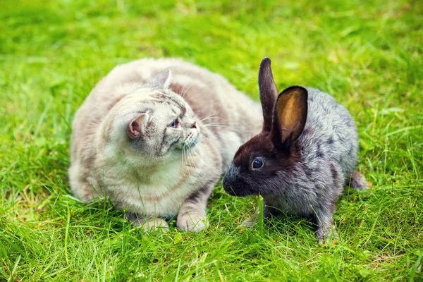 Siamese cat and brown rabbit sitting together on the green grass in the summer garden. Easter concept