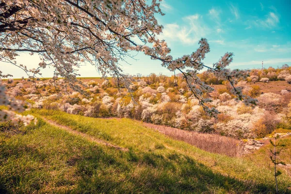 Blossom Trees Hills Early Spring Natural Landscape — Stock Photo, Image