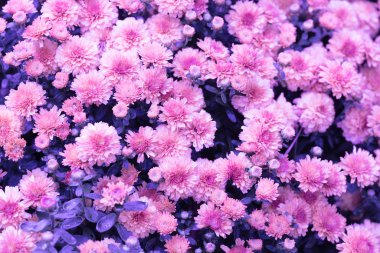 Bahçede çiçek açan pembe kasımpatılar. Doğal arkaplan