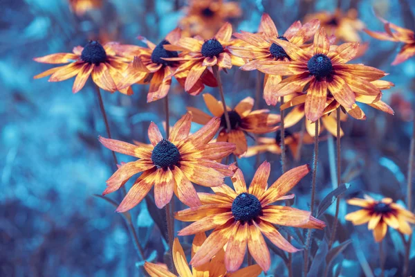 Fioritura Vintage Rudbeckia Hirta Susan Dagli Occhi Neri Fiori Giardino — Foto Stock