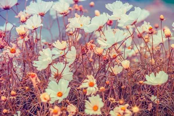 Klasszikus Kamillavirág Gyönyörű Természet Virágok Háttér Tavaszi Természet Háttér Felső — Stock Fotó