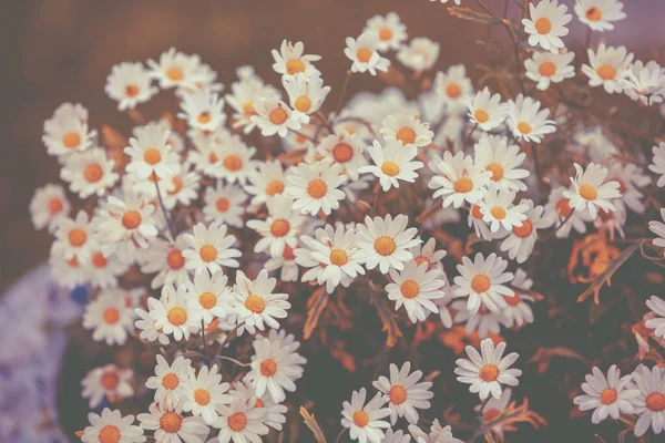 Vintage Kamomill Blommor Vacker Natur Blommor Bakgrund Spring Natur Bakgrund — Stockfoto