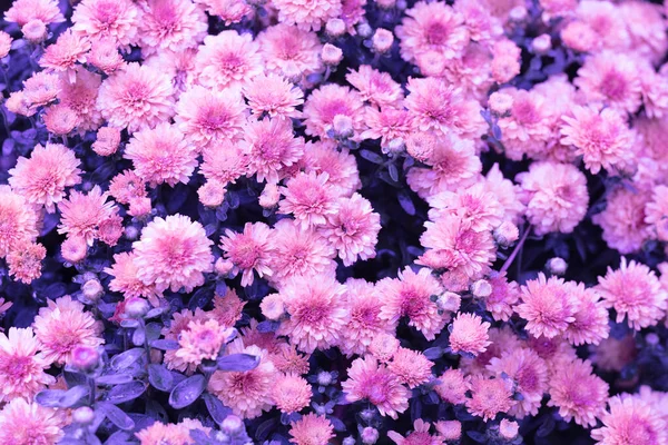 Blühende Rosa Chrysanthemen Garten Natürlicher Hintergrund — Stockfoto