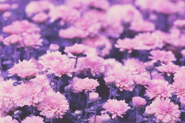 Blommande Rosa Krysantemum Trädgården Naturlig Bakgrund — Stockfoto