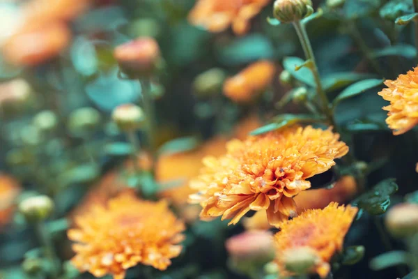 Цветущие Хризантемы Цветы Саду — стоковое фото