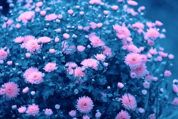 花园里盛开的粉红色菊花 自然背景 — 图库照片