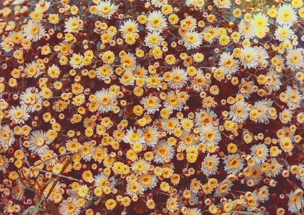 Blühende Chrysanthemen Blühen Garten Natürlicher Hintergrund — Stockfoto