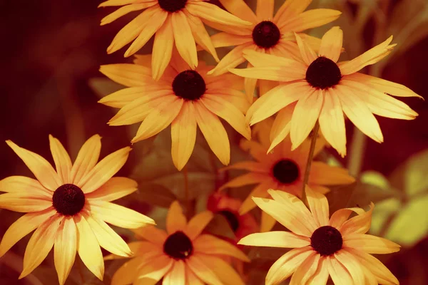 Ročník Kvetoucí Rudbeckia Hirta Černá Susan Květiny Zahradě Létě Pozadí — Stock fotografie