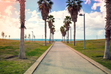 Midron Yaffo Parkı 'nda gezinti. Harry S Truman Caddesi. Palmiye yolu