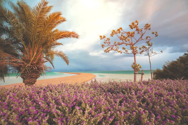 Paesaggio Naturale Tropicale Palme Sulla Spiaggia Del Mar Morto Drammatica — Foto Stock