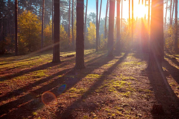 Beautiful Pine Forest Autumn Early Morning Sunrise Forest — Stock Photo, Image