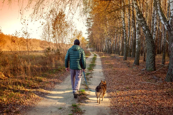 Man Med Hund Går Längs Landsväg Längs Björkdunge — Stockfoto