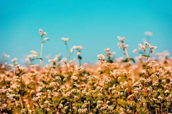 Mavi Gökyüzüne Karşı Karabuğday Tarlası Doğa Arkaplanı — Stok fotoğraf
