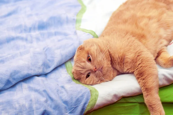 Cremig Gefärbte Scottish Fold Katze Entspannt Sich Auf Einer Decke — Stockfoto