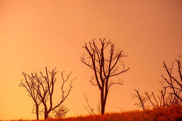 Silhouette Trees Leaves Sunset Sky — Stock Photo, Image