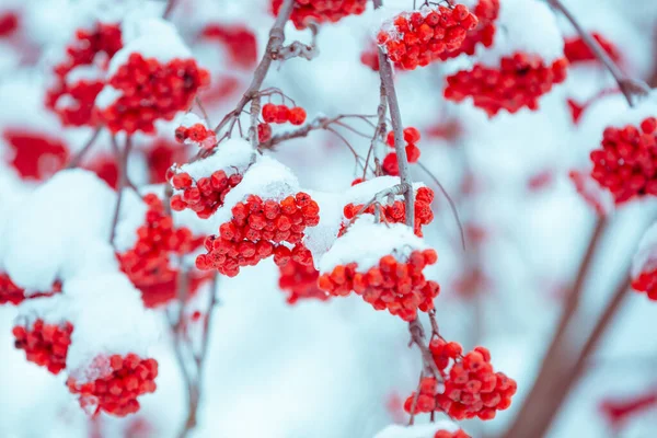 Branches Bunches Rowan Covered Rime Winter Nature Background Stock Photo