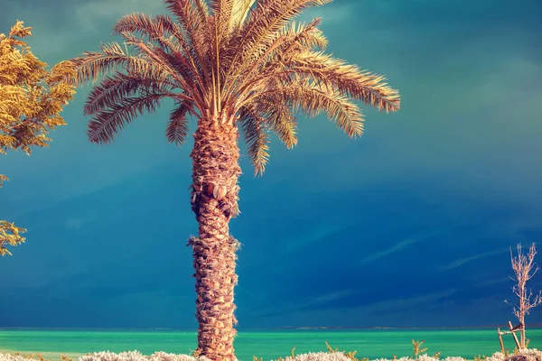 Palme Sulla Spiaggia Del Mar Morto Sullo Sfondo Del Cielo — Foto Stock