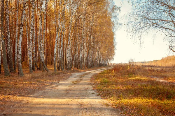 Vuile Weg Langs Berkenbos Herfst Landelijk Natuurlandschap — Stockfoto