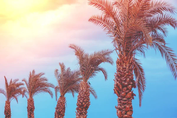 Rangée Palmiers Contre Ciel Coucher Soleil Paysage Tropical — Photo