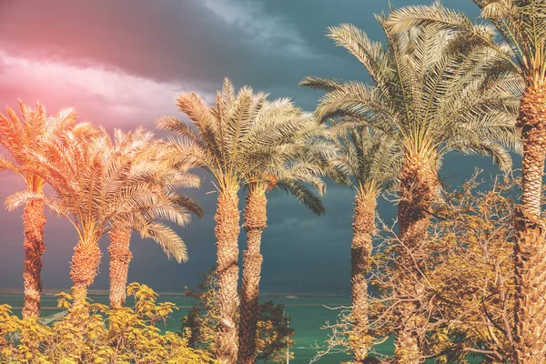 Palm Grove Costa Mar Morto Contra Céu Pôr Sol Dramático — Fotografia de Stock