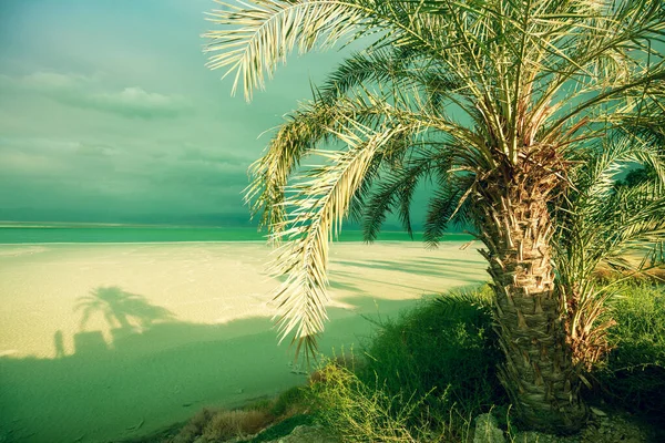 Tropická Krajina Dramatickou Oblohou Pobřeží Mrtvého Moře Palmy Pláži Ein — Stock fotografie