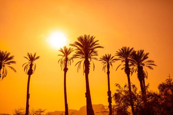 Row Tropic Palm Trees Sunset Sky Silhouette Tall Palm Trees — Stock Photo, Image