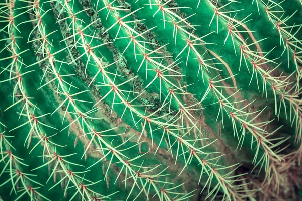 Kaktusz Textúra Zöld Természet Háttér Trópusi Egzotikus Természetes Textúra Gerinccel — Stock Fotó