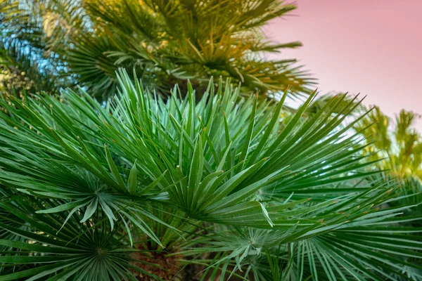 Pálmafa Ágak Trópusi Jellegű Háttér — Stock Fotó