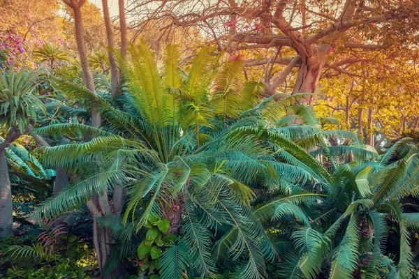 Zöld Természet Háttér Trópusi Természeti Tájkép Egzotikus Fákkal Trópusi Esőerdők — Stock Fotó
