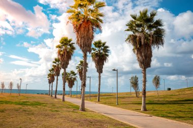 Midron Yaffo Parkı 'nda gezinti. Harry S Truman Caddesi. Palmiye yolu