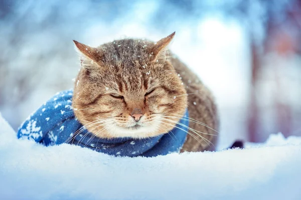 Retrato Gato Con Una Bufanda Punto Gato Acostado Aire Libre — Foto de Stock