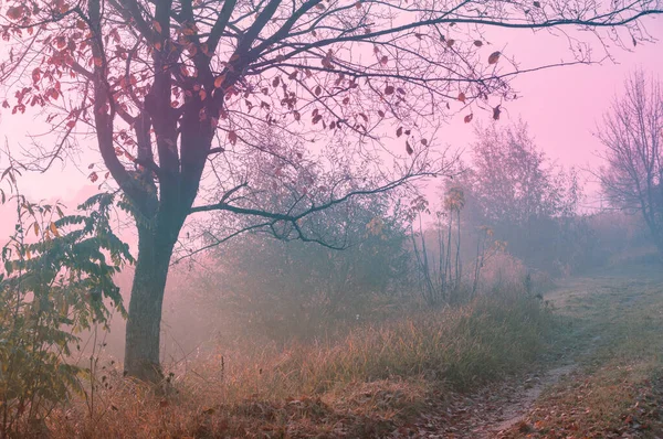 Early Misty Morning Countryside Rural Landscape Autumn Serenity Landscape — Stock Photo, Image