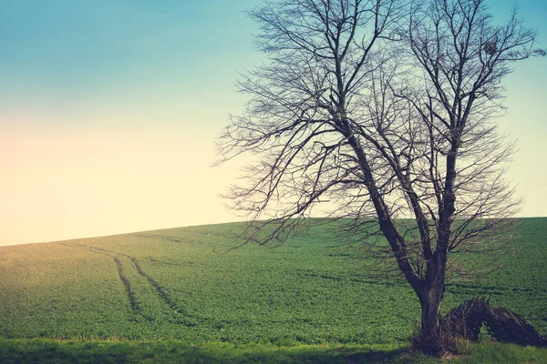 Uma Árvore Solitária Sem Folhas Campo Com Grama Verde Início — Fotografia de Stock