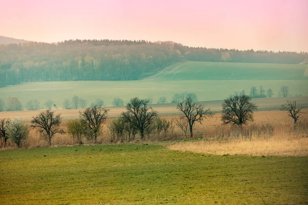 Een Rij Van Bomen Zonder Bladeren Het Akkerland Tegen Bergen — Stockfoto