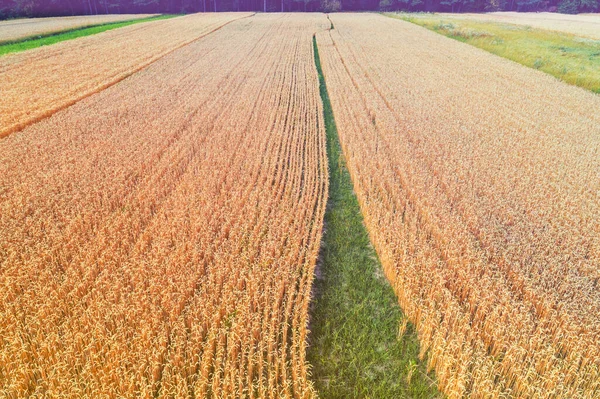 Top View Wheat Field Rural Landscape — Stock Photo, Image