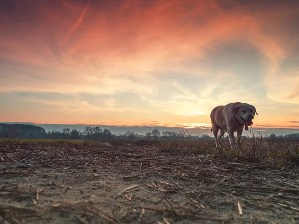 Krajobraz Wiejski Pies Spacerujący Polu Jesienią Zachodzie Słońca Widok Dolny — Zdjęcie stockowe