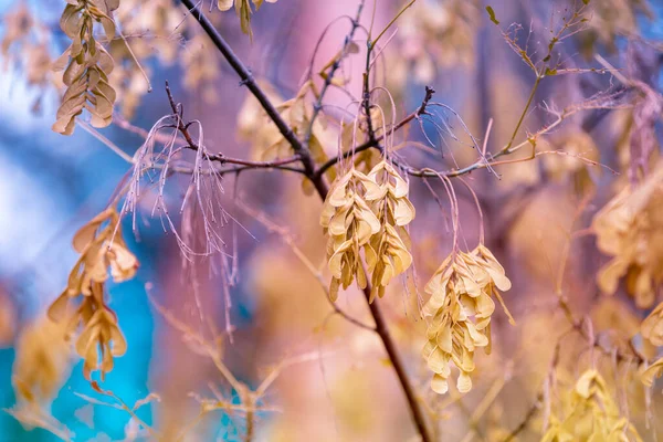 秋にフレクシヌス属 の種子 ヘリコプター種子 を持つ枝 自然背景 — ストック写真