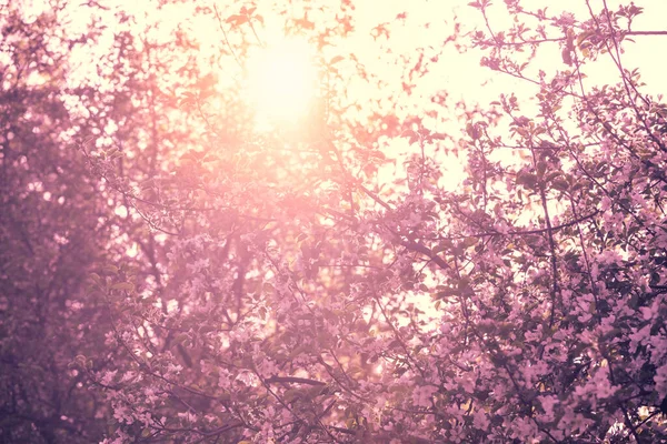 Blossoming Apple Tree Sunset Sky Spring Natural Background — Stock Photo, Image