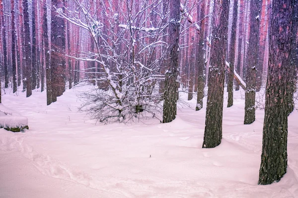 Sosnowy Las Zimą Krajobraz Przyrody — Zdjęcie stockowe