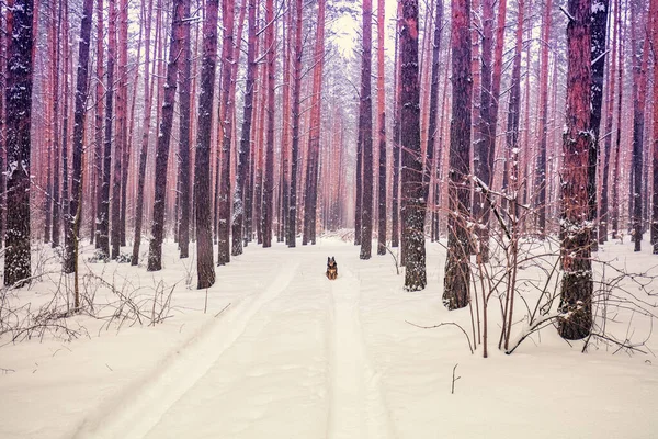 Сосна Сніжний Ліс Взимку Природний Ландшафт Собака Сидить Лісі — стокове фото