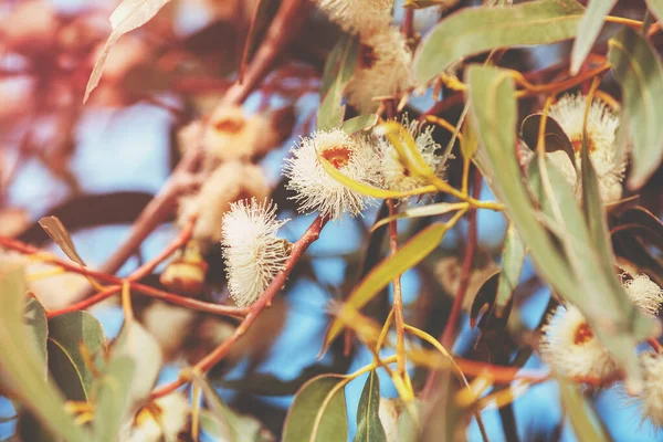 Eucalyptus branches with blossoming flowers against blue sky. Nature background