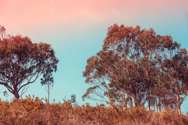 Евкаліптові Дерева Проти Ранкового Неба — стокове фото