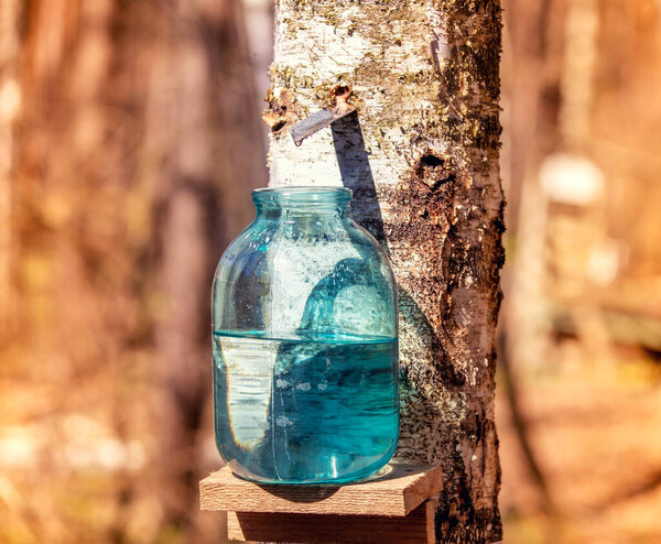 Production of birch sap in glass jar in the forest. Springtime
