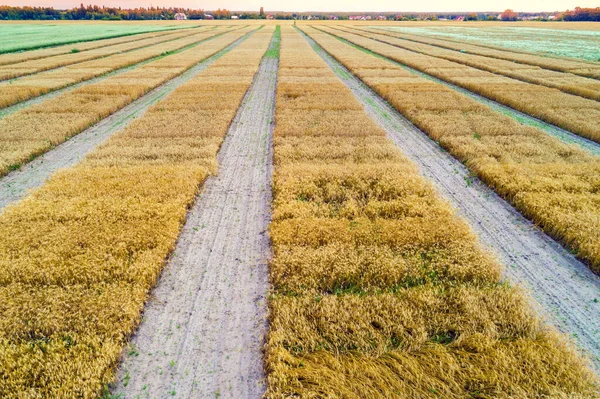 Aerial View Geometric Wheat Field Geometric Lines — Stock Photo, Image