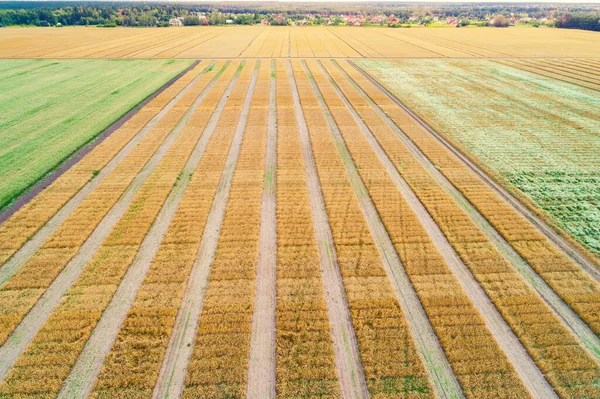 Aerial View Geometric Wheat Field Geometric Lines — Stock Photo, Image