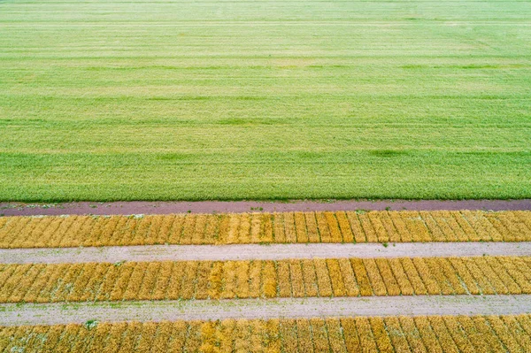 Widok Powietrza Geometrycznego Pola Pszenicy Liniami Geometrycznymi — Zdjęcie stockowe