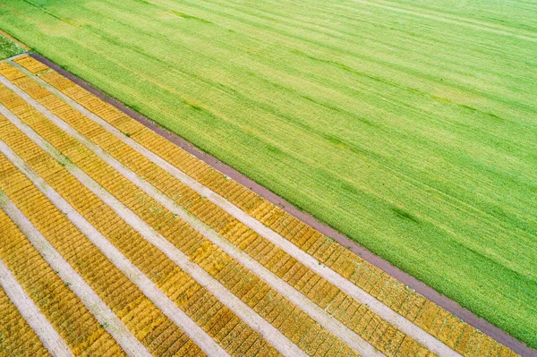 Vista Aérea Campo Trigo Geométrico Com Linhas Geométricas — Fotografia de Stock