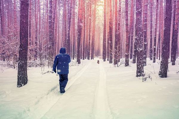 Сосна Сніжний Ліс Взимку Людина Йде Собакою Снігу — стокове фото